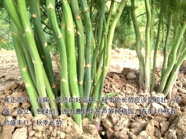2016.12.22——不同品種產(chǎn)量與長(zhǎng)勢(shì)的差別巨大