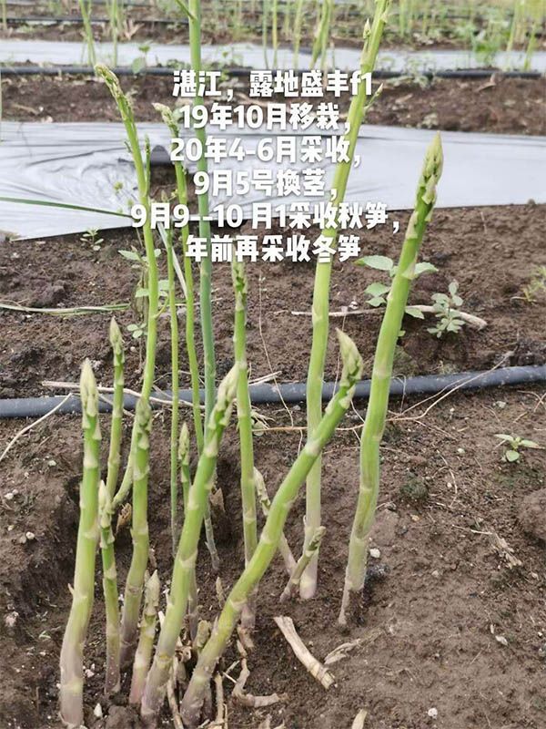 去年10月種植，現(xiàn)在開始第二次采收