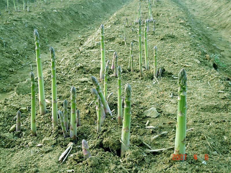 蘆筍栽植深度有要求嗎？