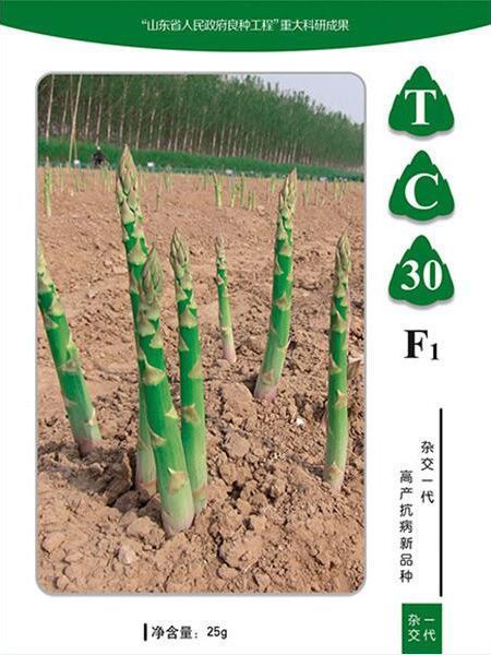 蘆筍種子如何種植？
